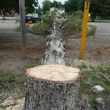 Photo #5: Have Storm Damage?? Need Tree trimming or removals??