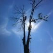Photo #2: Dead or Diseased Trees Need to be Removed?  Great Rates for Great Work