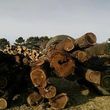 Photo #2: Timber Hardwoods- Timber Management