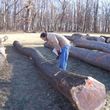 Photo #6: Timber Hardwoods- Timber Management