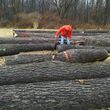 Photo #7: Timber Hardwoods- Timber Management