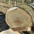 Photo #10: Timber Hardwoods- Timber Management