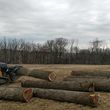 Photo #11: Timber Hardwoods- Timber Management