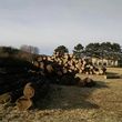 Photo #12: Timber Hardwoods- Timber Management