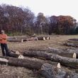 Photo #14: Timber Hardwoods- Timber Management