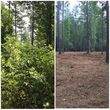 Photo #3: Forestry Mulching/Stump Grinding/Land Clearing & Vegetation Management