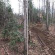 Photo #6: Forestry Mulching/Stump Grinding/Land Clearing & Vegetation Management