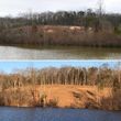 Photo #7: Forestry Mulching/Stump Grinding/Land Clearing & Vegetation Management