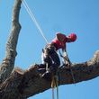 Photo #2: CRITCHLEY'S TREE SERVICE