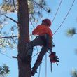 Photo #4: CRITCHLEY'S TREE SERVICE