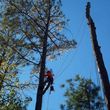 Photo #5: CRITCHLEY'S TREE SERVICE