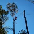 Photo #6: CRITCHLEY'S TREE SERVICE