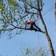 Photo #8: CRITCHLEY'S TREE SERVICE