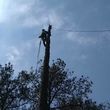 Photo #12: CRITCHLEY'S TREE SERVICE