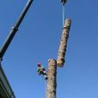 Photo #14: CRITCHLEY'S TREE SERVICE
