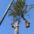 Photo #16: CRITCHLEY'S TREE SERVICE