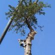 Photo #17: CRITCHLEY'S TREE SERVICE