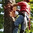Photo #22: CRITCHLEY'S TREE SERVICE