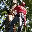 Photo #24: CRITCHLEY'S TREE SERVICE