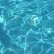 Photo #6: 25% off   **Pool Cleaning Special**  25% off