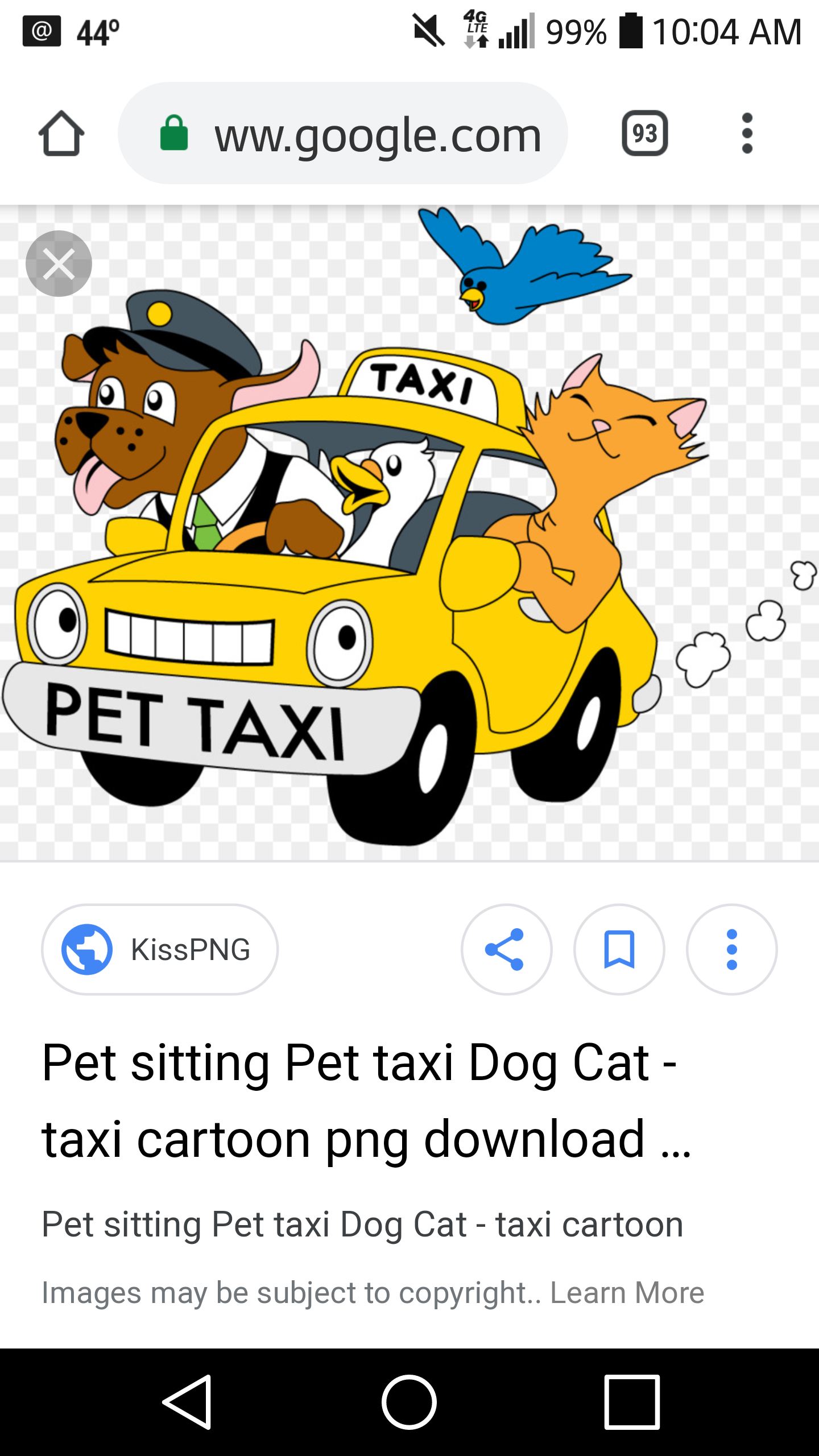 local pet transportation