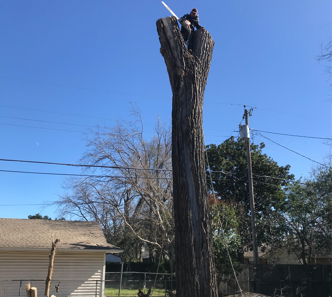 Perez Tree Service - 4 Photos - (214) 469-8137 - Dallas, TX - HireRush